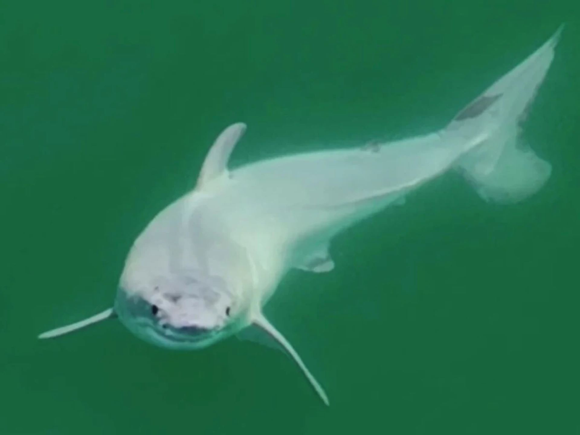 Avistan Por Primera Vez Un Tiburón Blanco Recién Nacido 