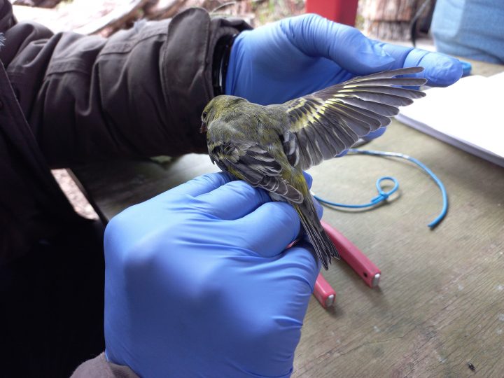 Parque Omora, el lugar más austral de anillamiento de aves