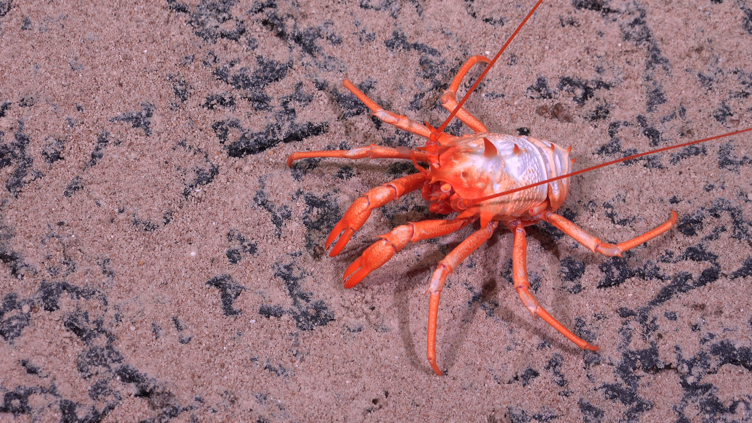 Descubren más de 100 nuevas especies en las profundidades marinas de Chile