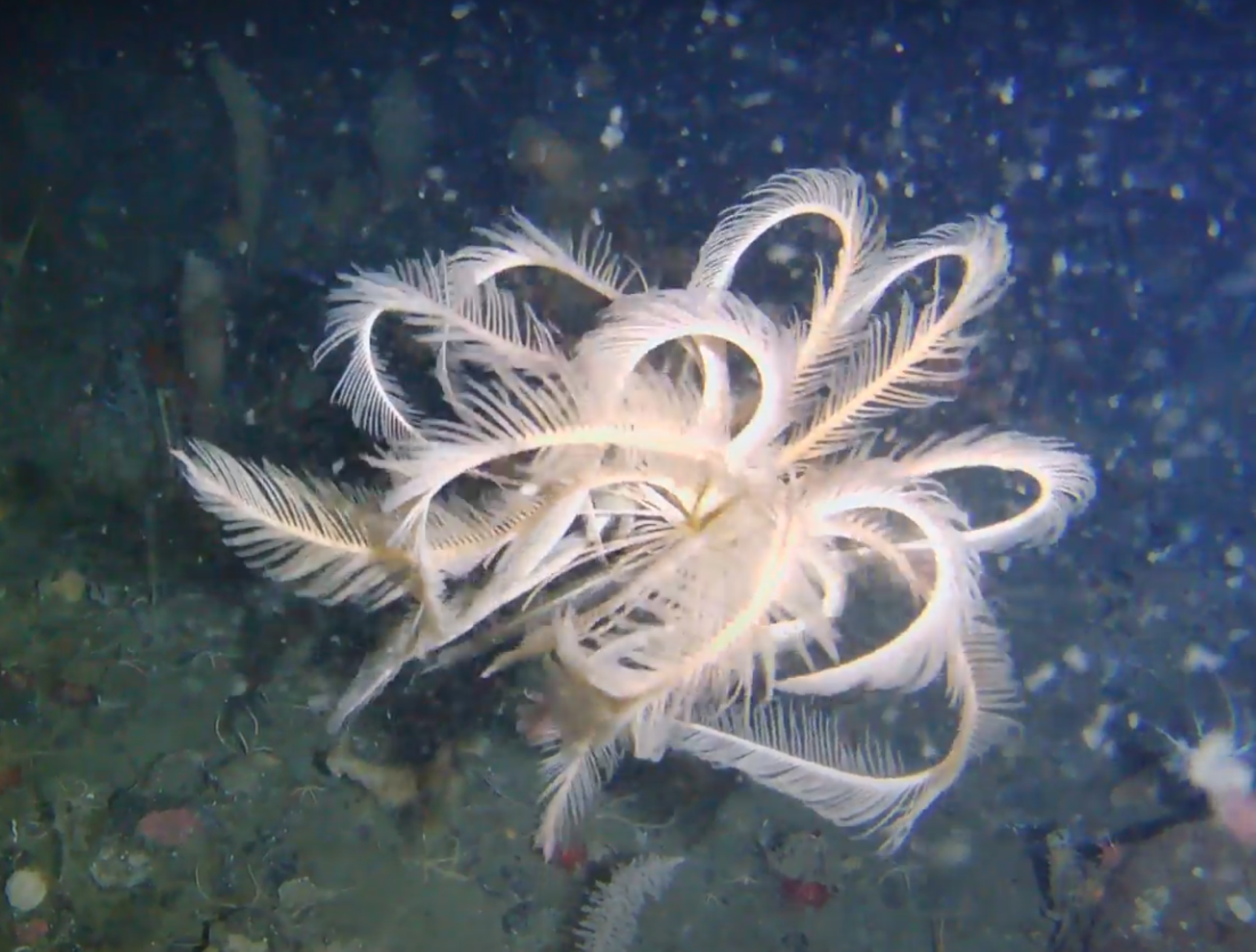 Descubren especie marina única durante expedición en la Antártica