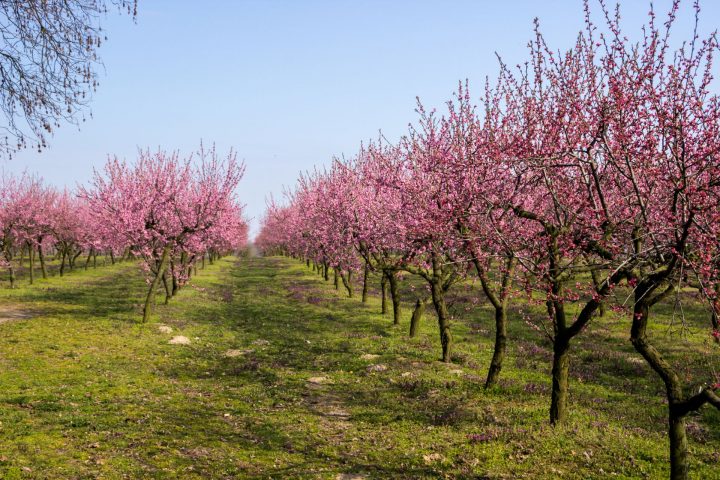 Investigan impacto del cambio climático en floración de cerezos