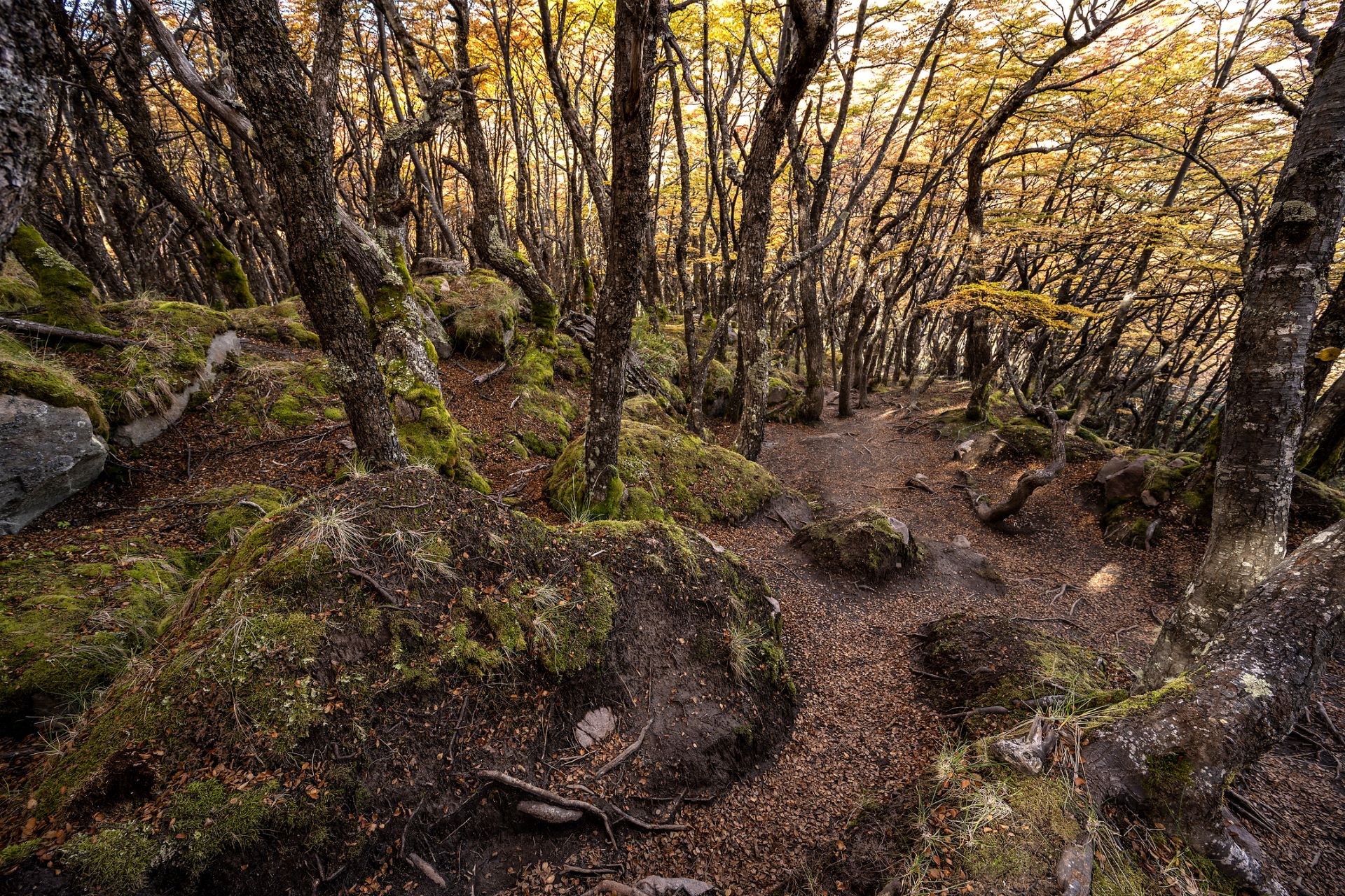 Día Internacional del Bosque: llaman a preservar y reforestar