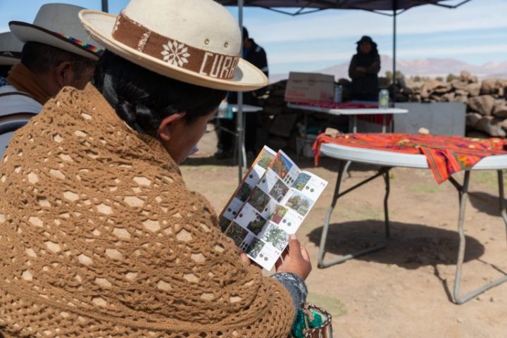 Lanzan guía de Flora Altoandina que muestra 60 especies del altiplano chileno-boliviano