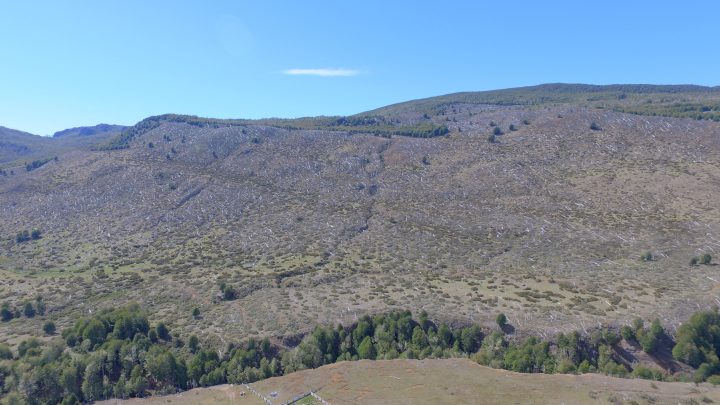 Incendios históricos de Aysén: Estudio revela altos índices de regeneración de bosques