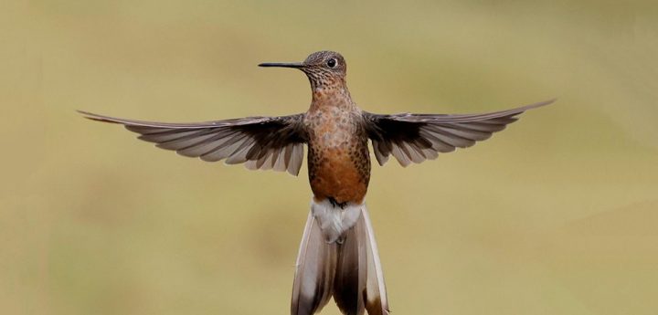 Patagona chaski: La nueva especie de colibrí gigante encontrada