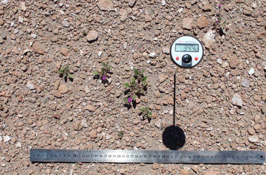 Estudian los mecanismos de supervivencia de las plantas del desierto