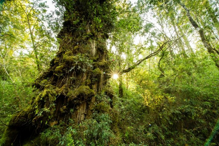 Dos de los tres alerces vivos más antiguos están en la Reserva Costera Valdiviana