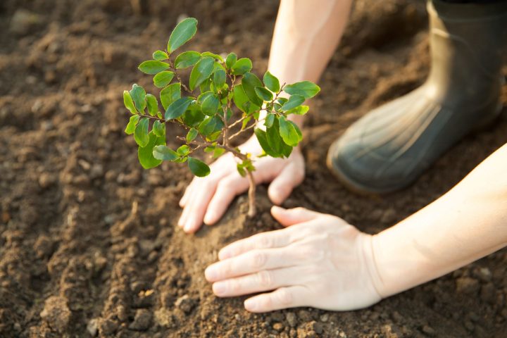 Plantar árboles: ¿Puede tener consecuencias negativas?