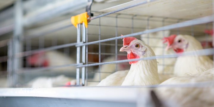 OMS reporta en México primera muerte humana por gripe aviar en el mundo
