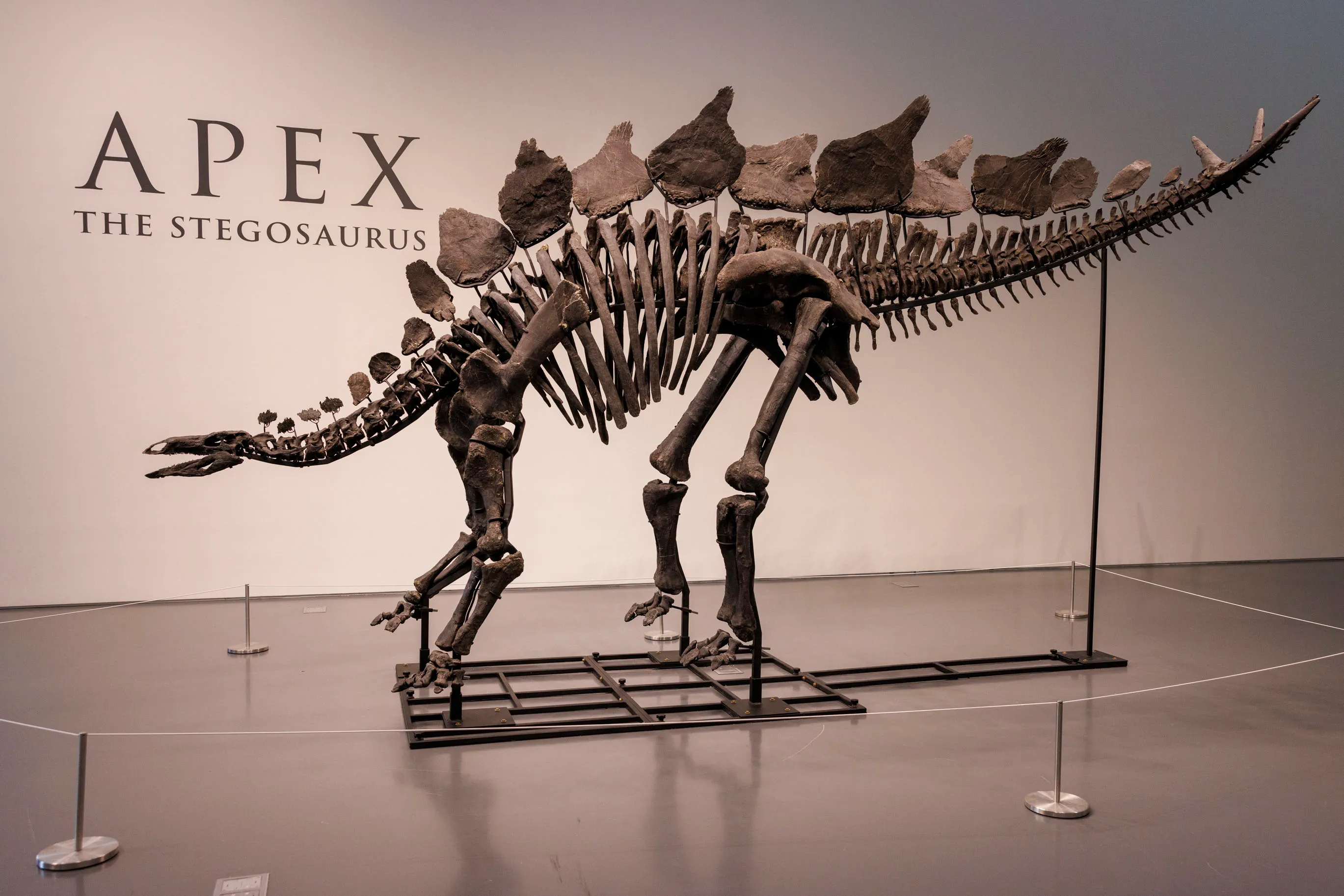 ¡El más caro de la historia!: Venden esqueleto de dinosaurio por U$ 44,6 millones