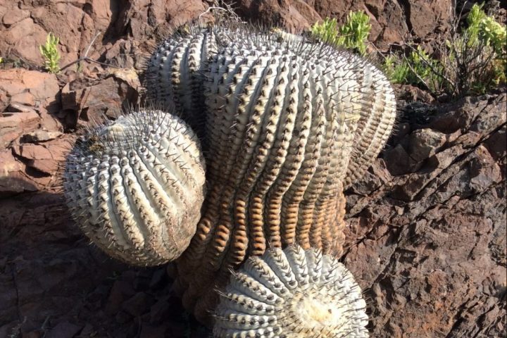 Comercio ilegal y cambio climático amenazan al cactus Copiapoa