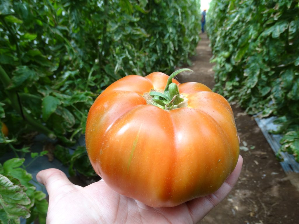 Tunka Payani: El nuevo tomate capaz de resistir al cambio climático