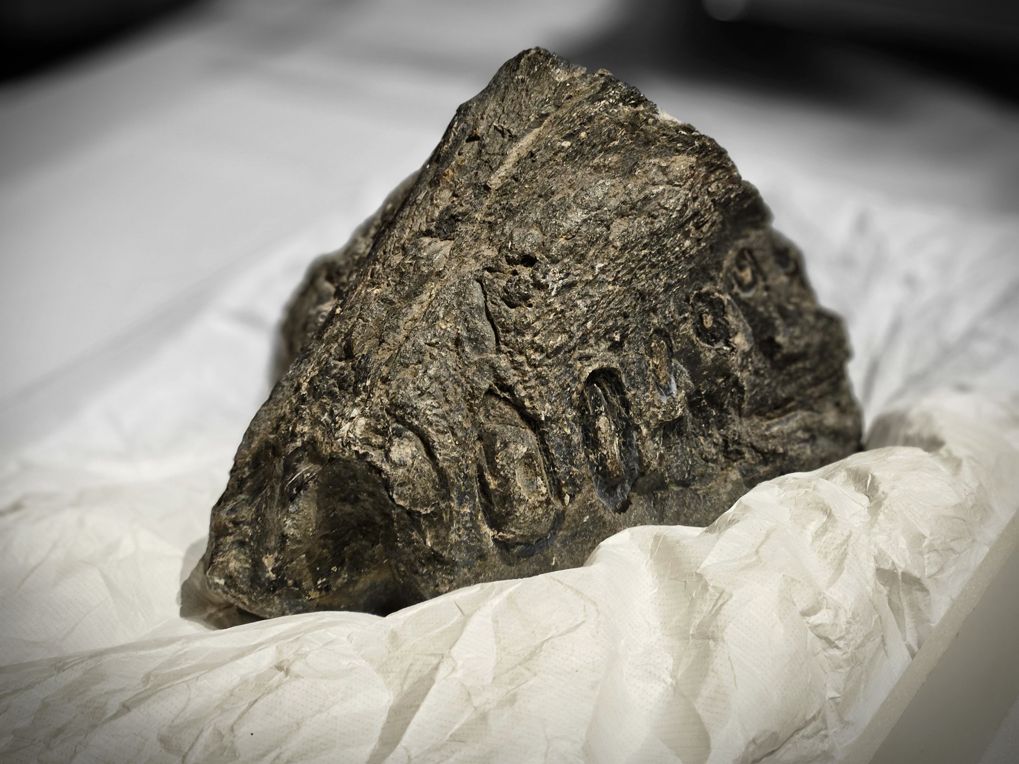 Descubren fósil de elasmosaurio en Tarapacá: Tendría más de 70 millones de años