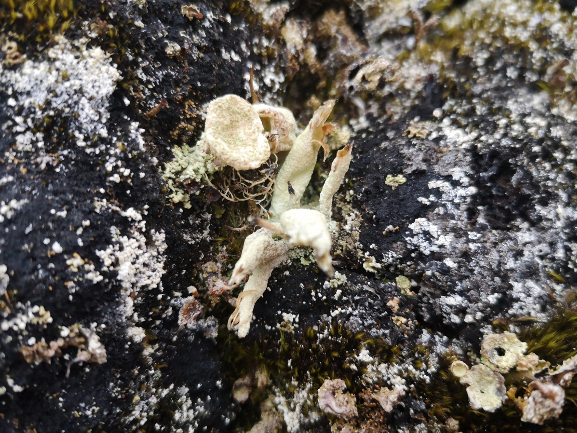 Liquen Cladonia Cariosa colectado en Isla Ardley, Antártica. 