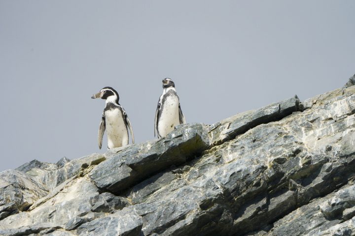 Ya es oficial el Plan RECOGE para evitar la extinción del pingüino de Humboldt