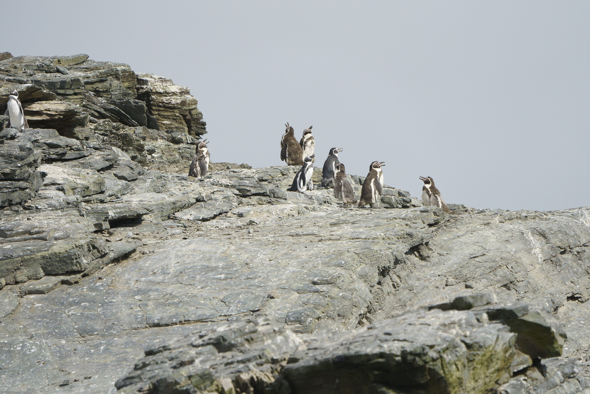 El tamaño de la población reproductiva del pingüino de Humboldt es más bajo de lo que se pensaba hasta hace algunos años según estudio.