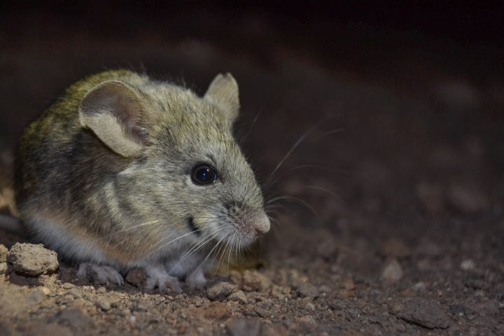 Denuncian muerte de ratones orejudos de Darwin en Lo Barnechea