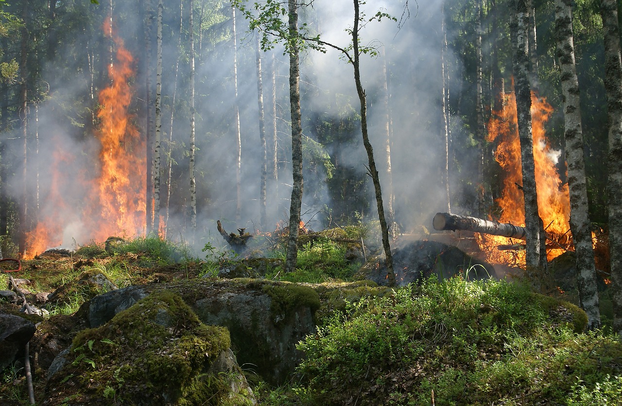 Iniciativas científicas ayudarán a reforestar zonas incendiadas