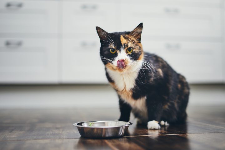 La ventaja de incluir insectos en la dieta de los gatos