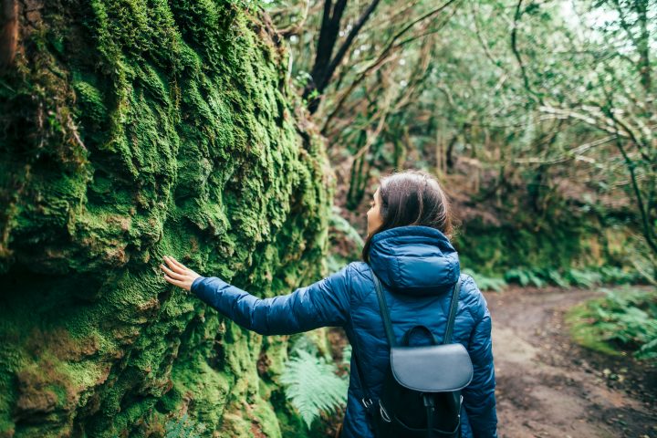 Lanzan programa 'Naturaleza para tu Salud' que incluye terapia de baños de bosque