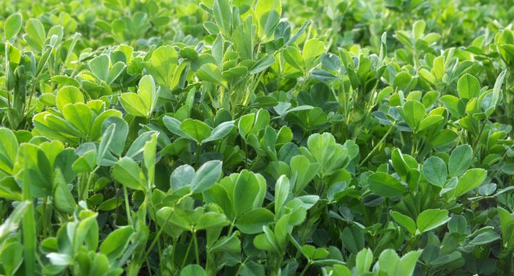 Chilenos desarrollan variedad de alfalfa más tolerante a la sequía