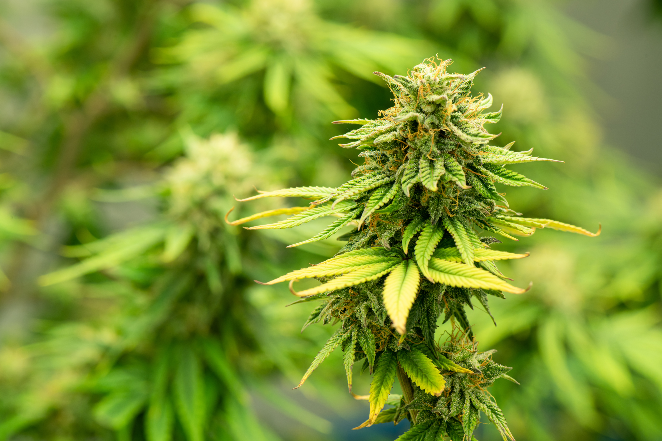 Académicos advierten el impacto del cannabis en el desarrollo de jóvenes