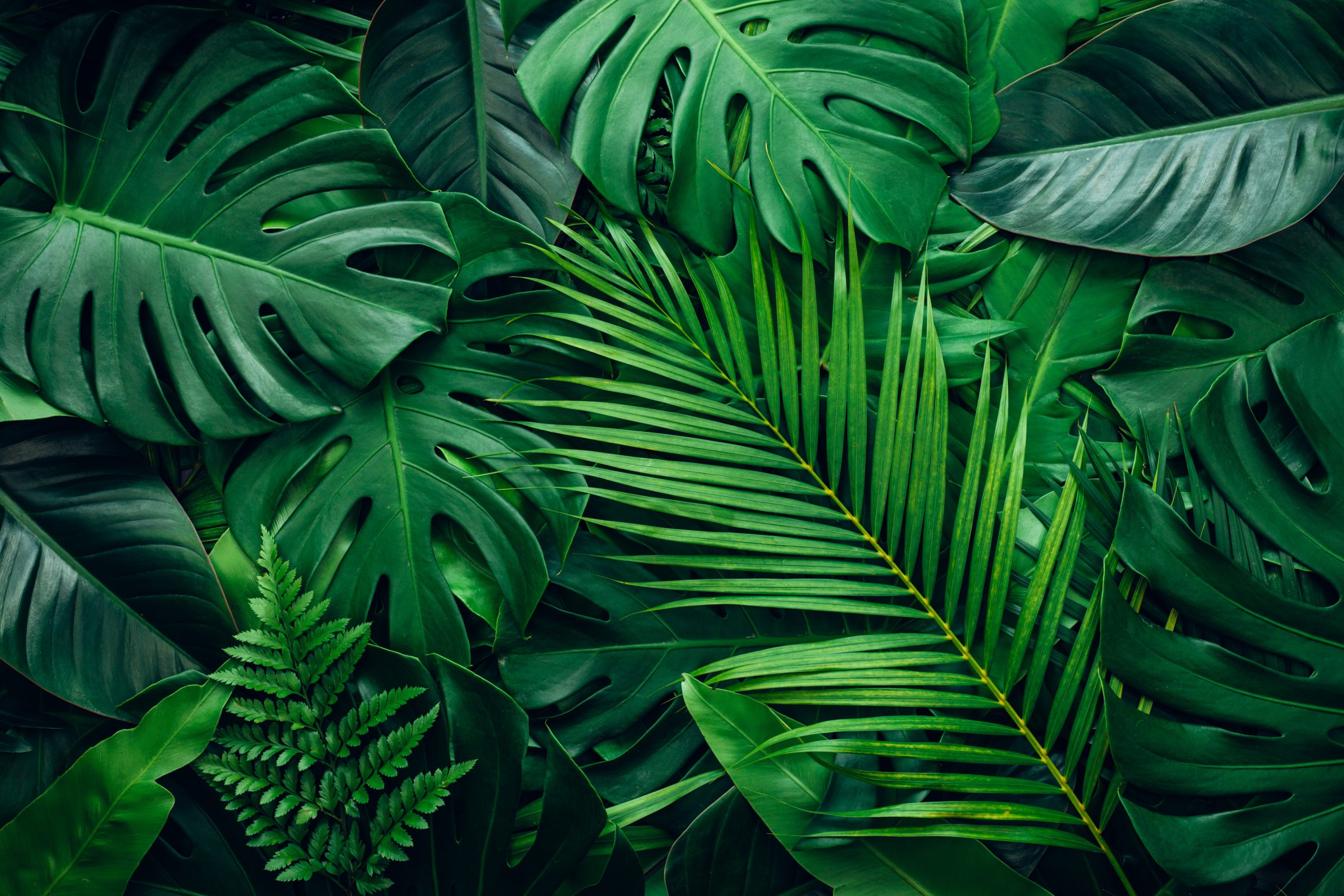 Sonidos de Lira: ¿Cómo suenan las plantas?
