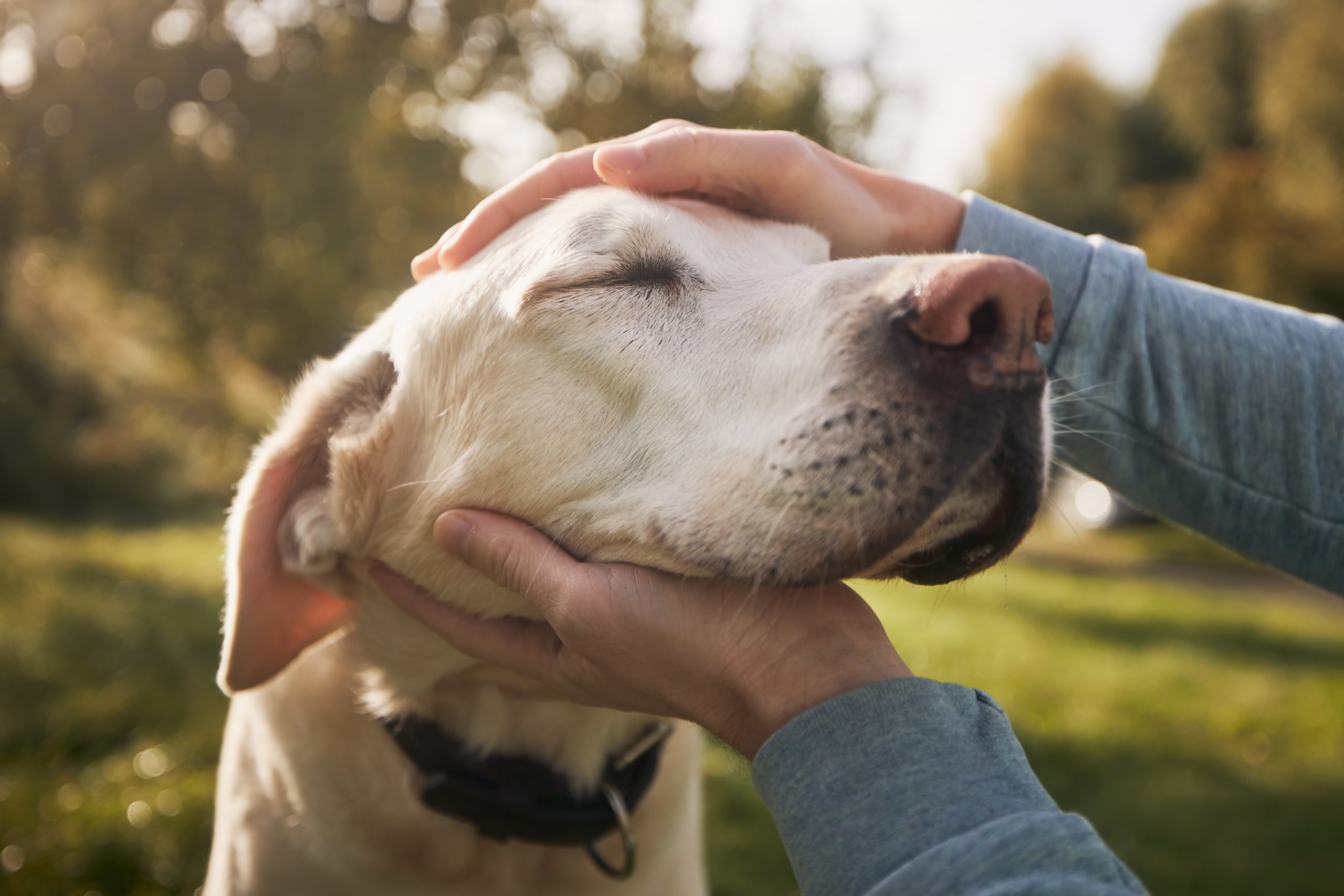 Especialista entrega recomendaciones para prevenir el cáncer en perros