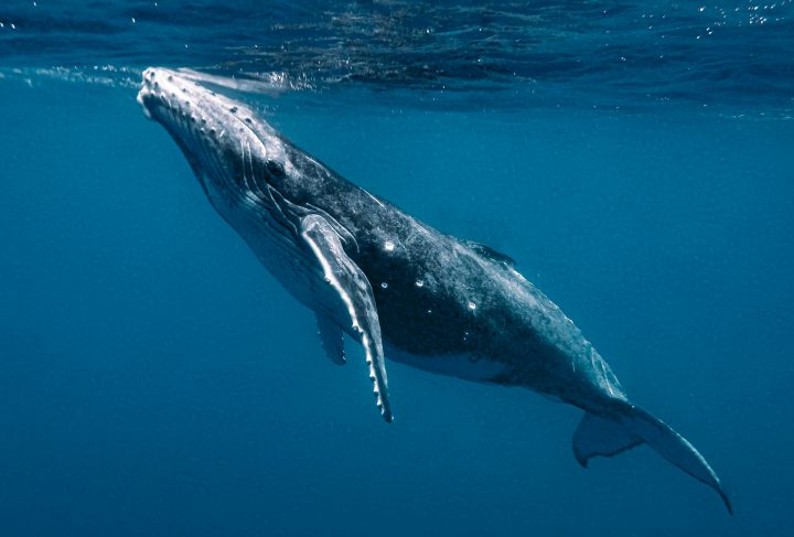 El poder de las ballenas: ¡Capturan 30 mil veces más CO2 que los árboles!
