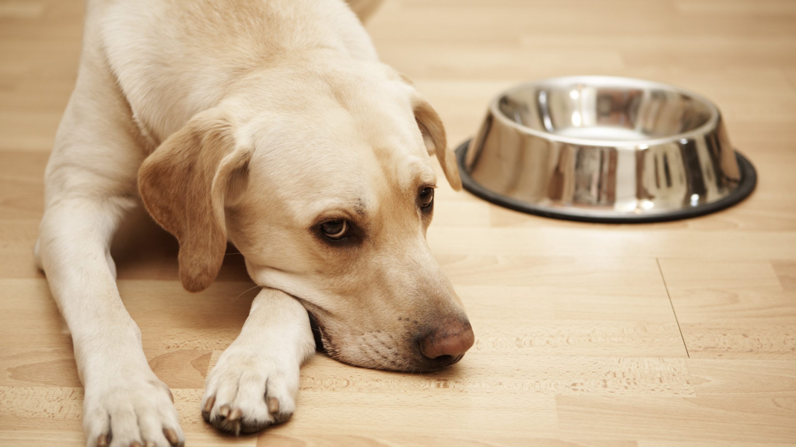 Estudio revela que los perros se vuelven más negativos al oler el estrés humano