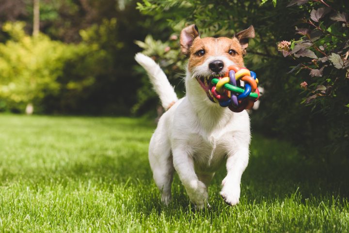 Seis juegos para mejorar la salud de tu perro