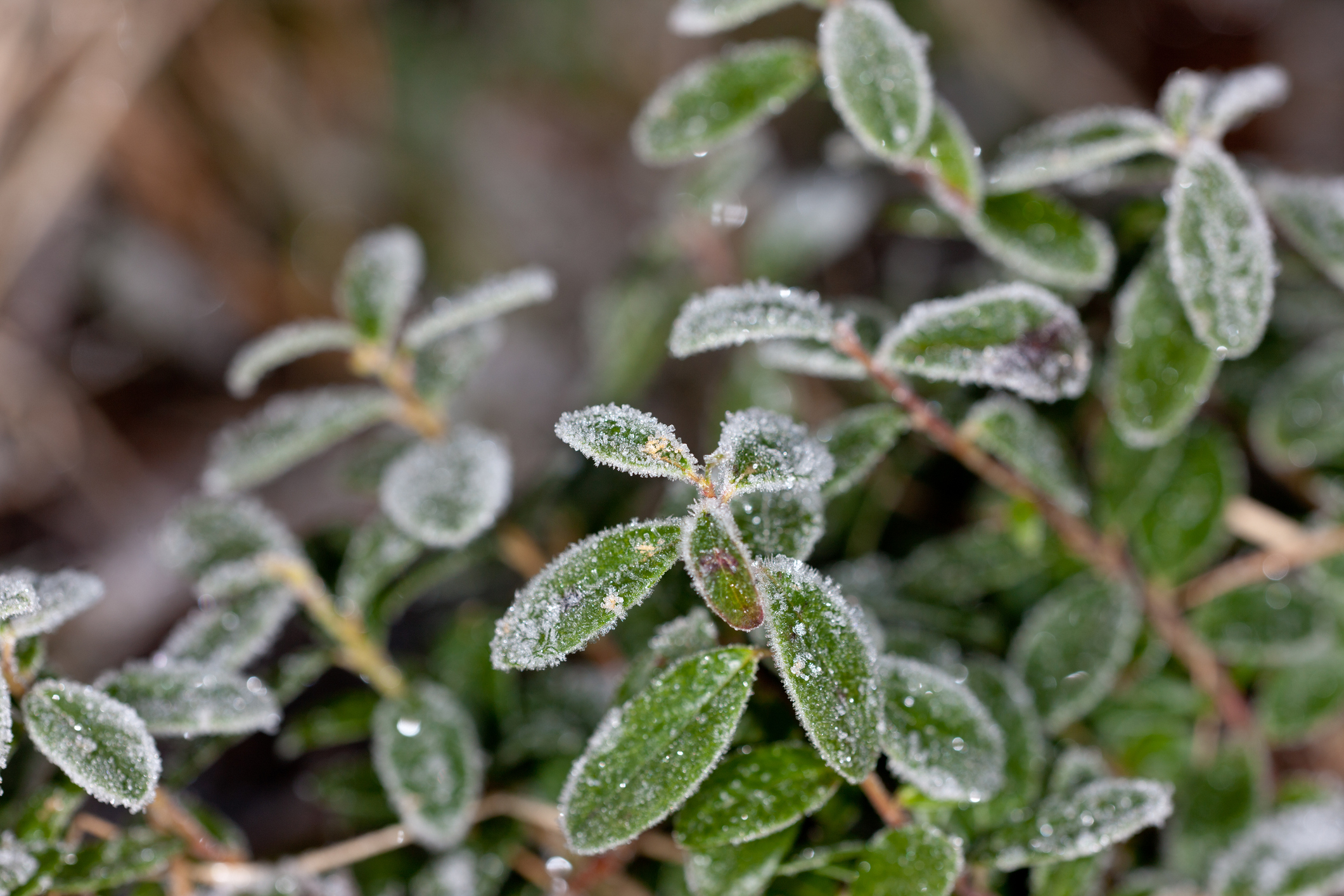 Consejos para el cuidado de plantas durante el frío extremo