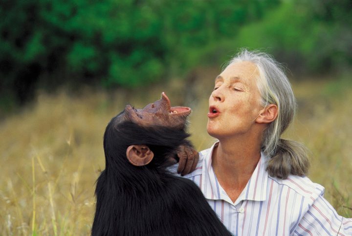 La reconocida etóloga internacional Jane Goodall visitará Chile