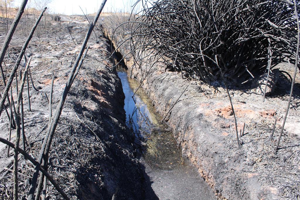 Un incendio en el sector conocido como Las Vertientes, en Calama, devastó el único hábitat natural de la ranita del Loa (Telmatobius dankoi), una especie en peligro crítico de extinción. 