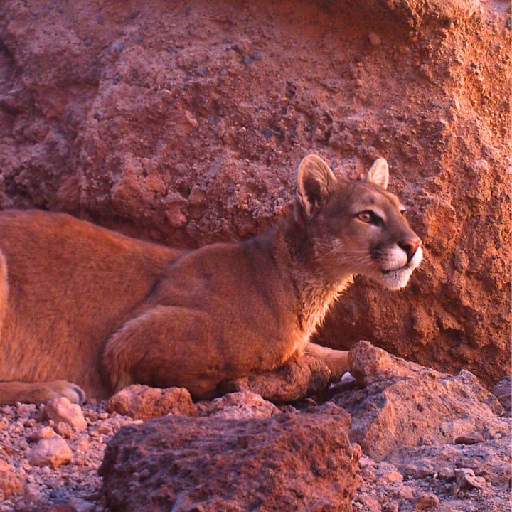 Día Internacional del Puma: el majestuoso felino americano