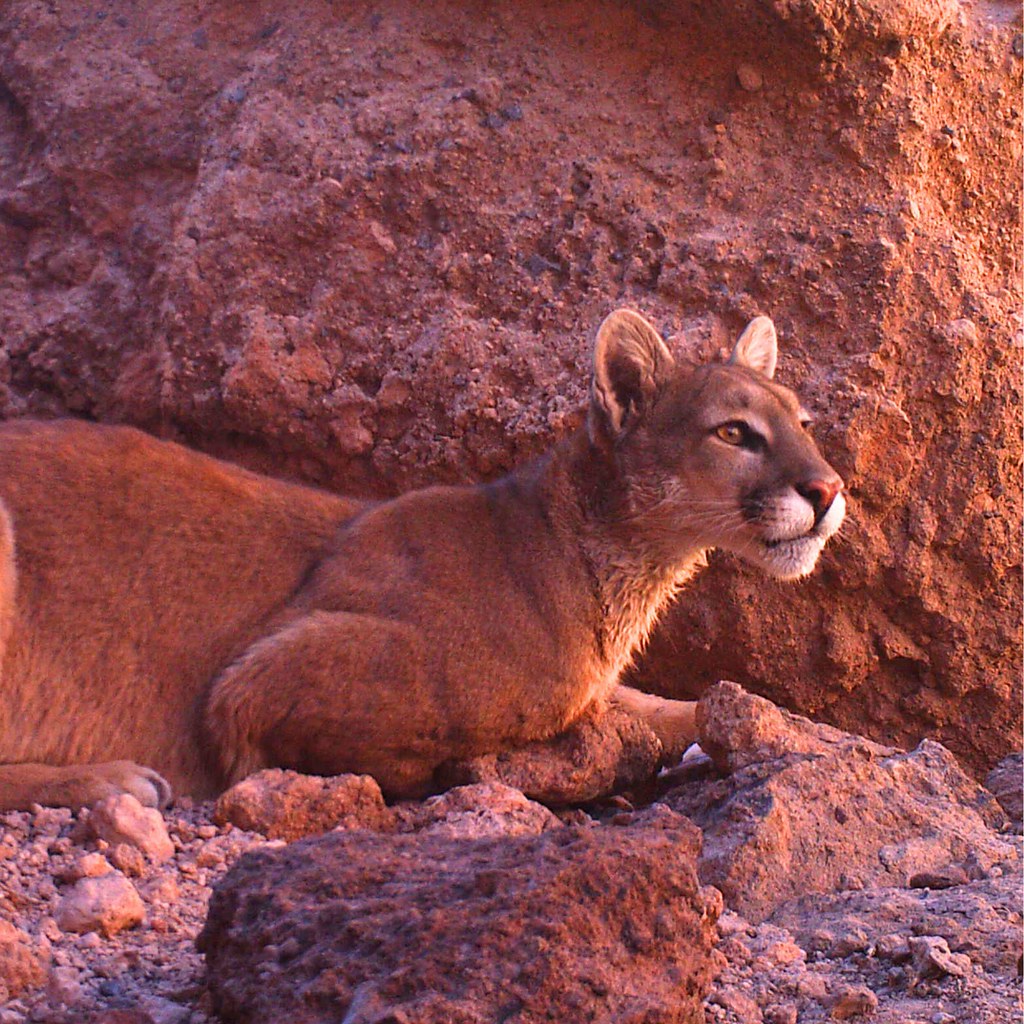 Día Internacional del Puma: el majestuoso felino americano