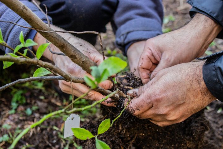 Plantan árboles sobrevivientes de Hiroshima en el Botánico UACh