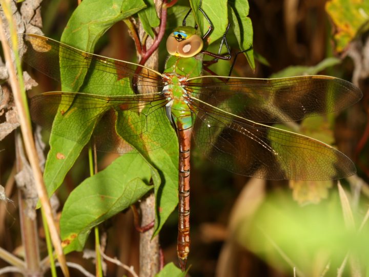 ¿Son las migraciones de insectos una plaga?