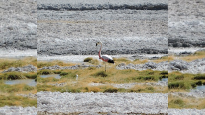 Identifican en Atacama al flamenco andino más longevo registrado en Chile