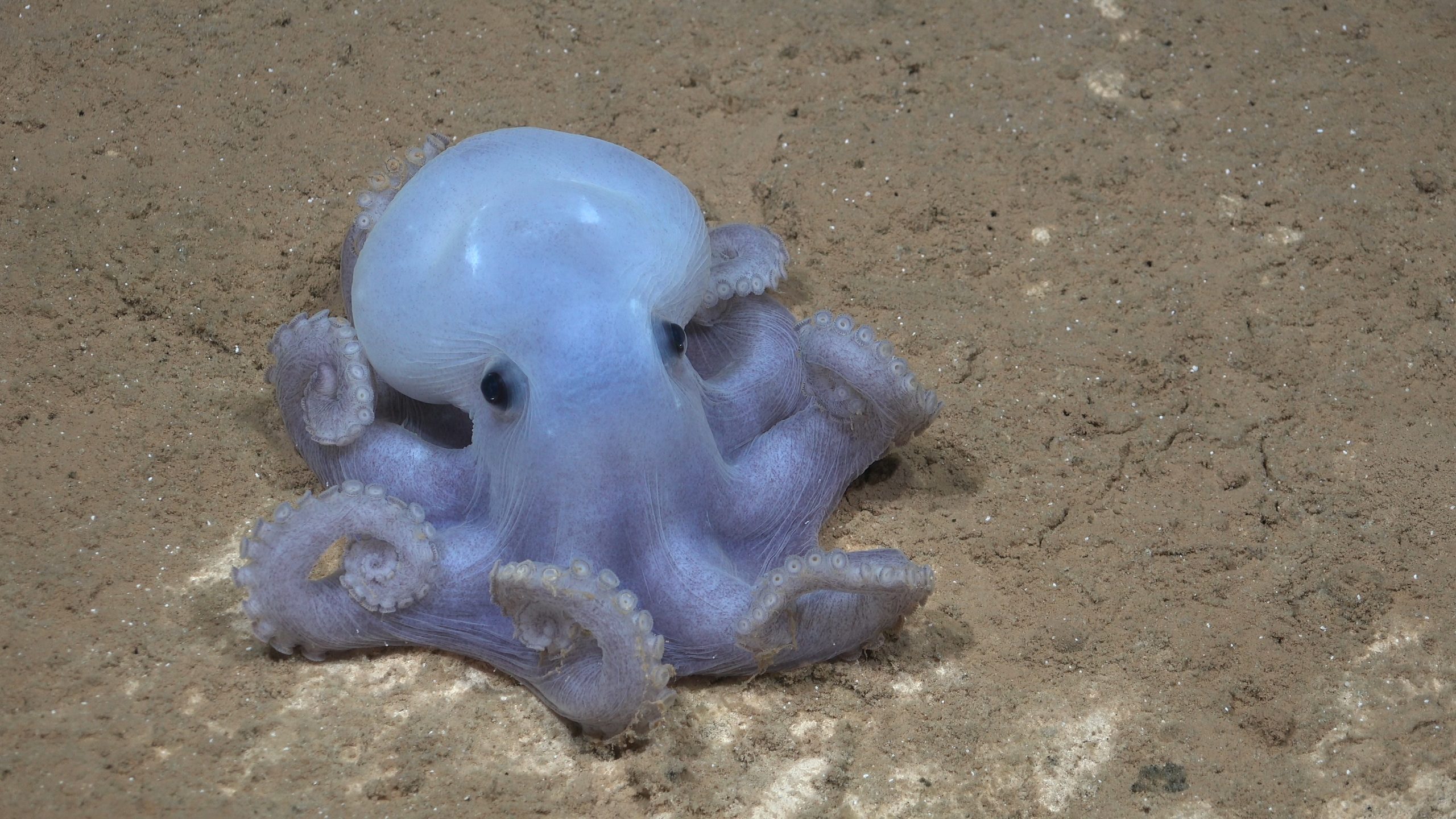 Las desconocidas especies encontradas en un nuevo monte submarino