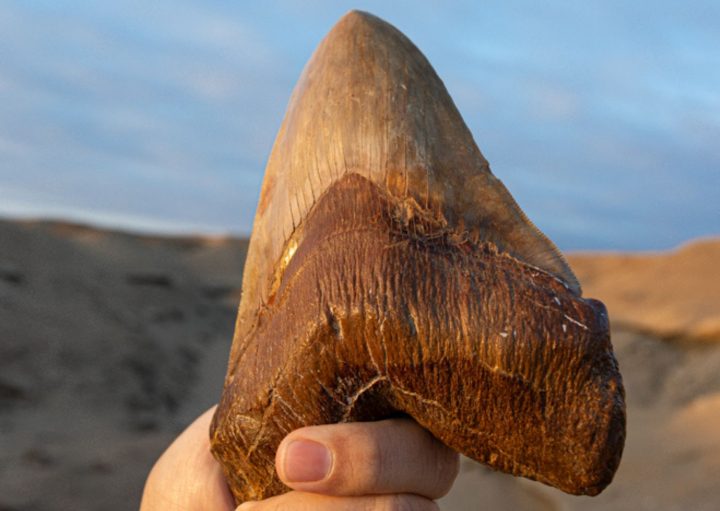 Atacama se prepara para recibir al Tercer Congreso Chileno de Paleontología