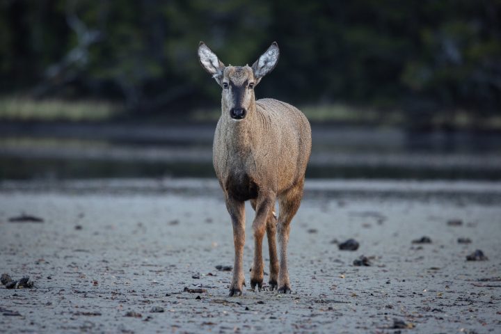 Sorprendente hallazgo de un huemul en las costas de Magallanes