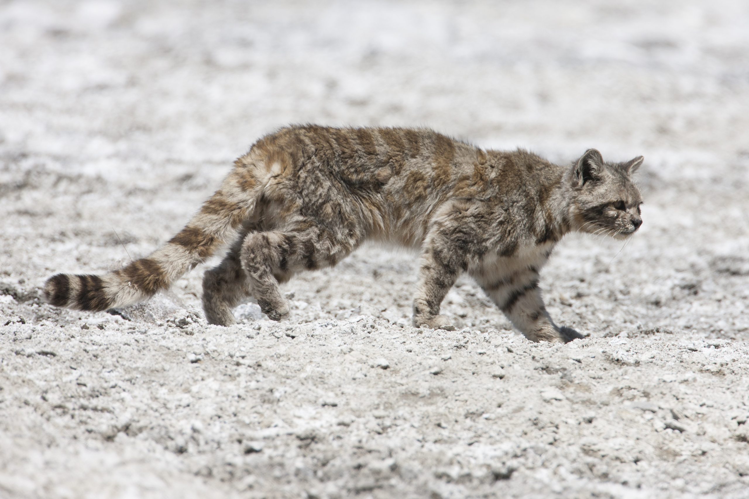 Los cinco felinos más amenazados del mundo