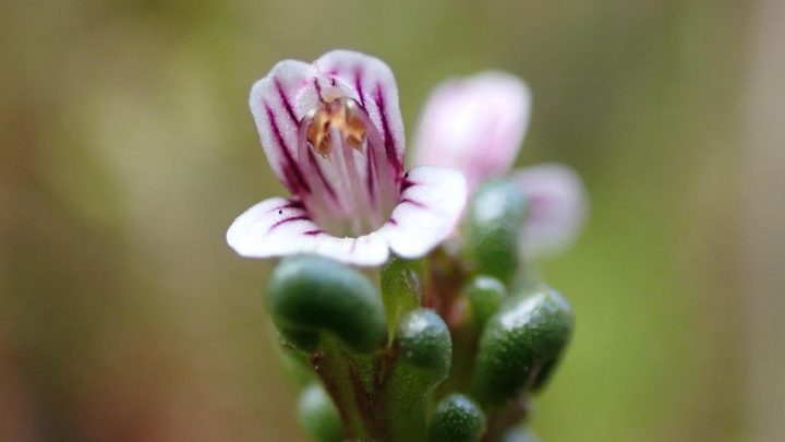 Euphrasia perpusilla: La planta endémica redescubierta en la Patagonia