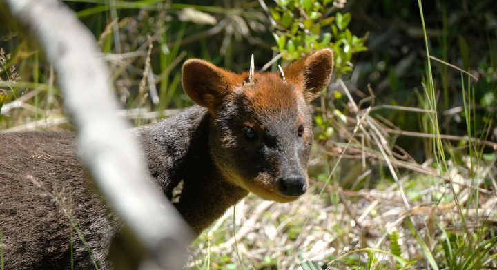 Pudú gana votación ciudadana para secuenciación genética