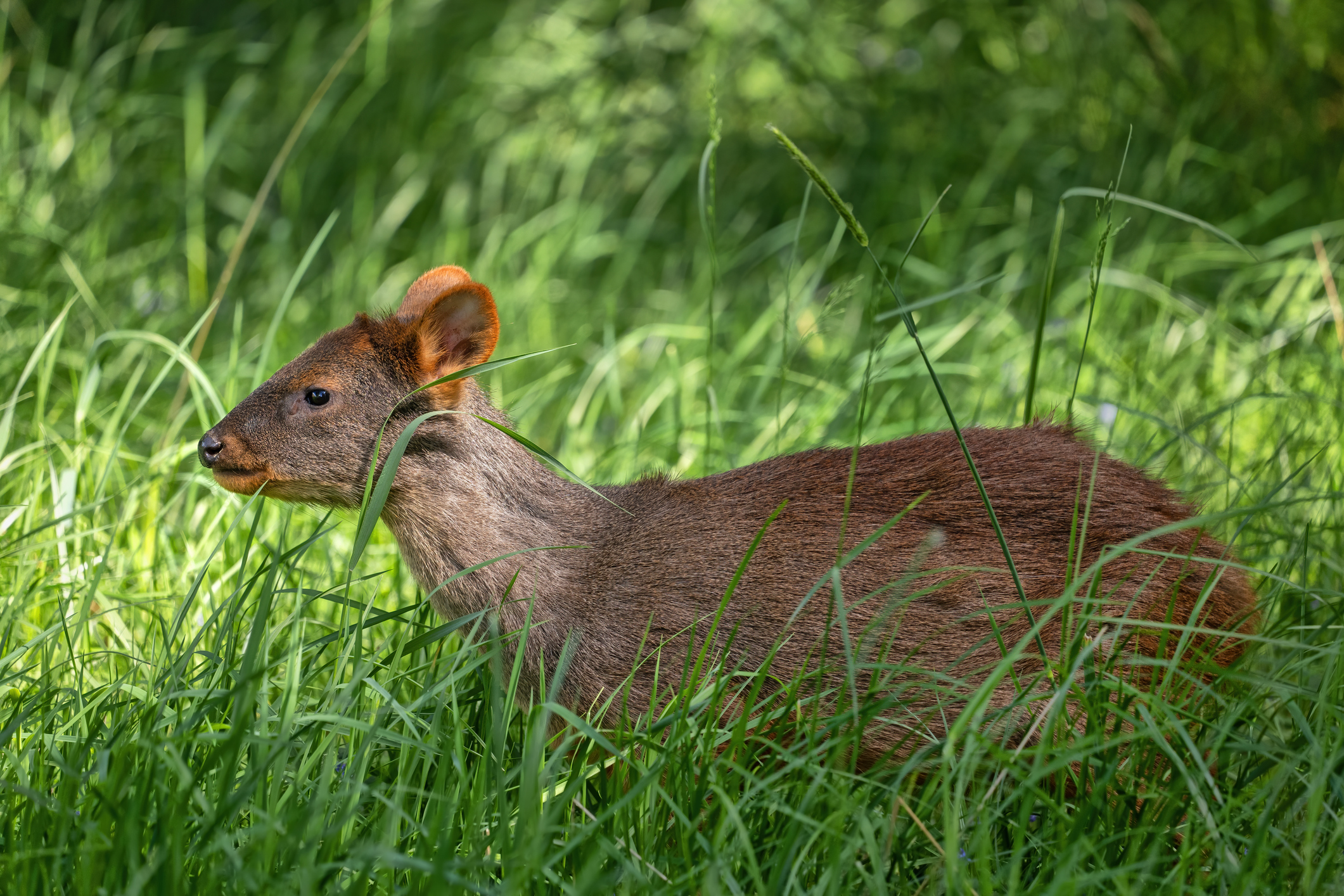 MMA entrega recursos extraordinarios para proteger al Pudú en Chiloé