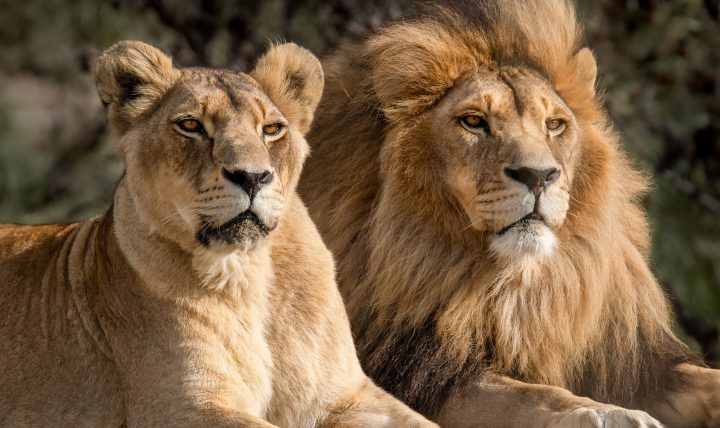 Leones machos y hembras socializan diferente a medida que envejecen