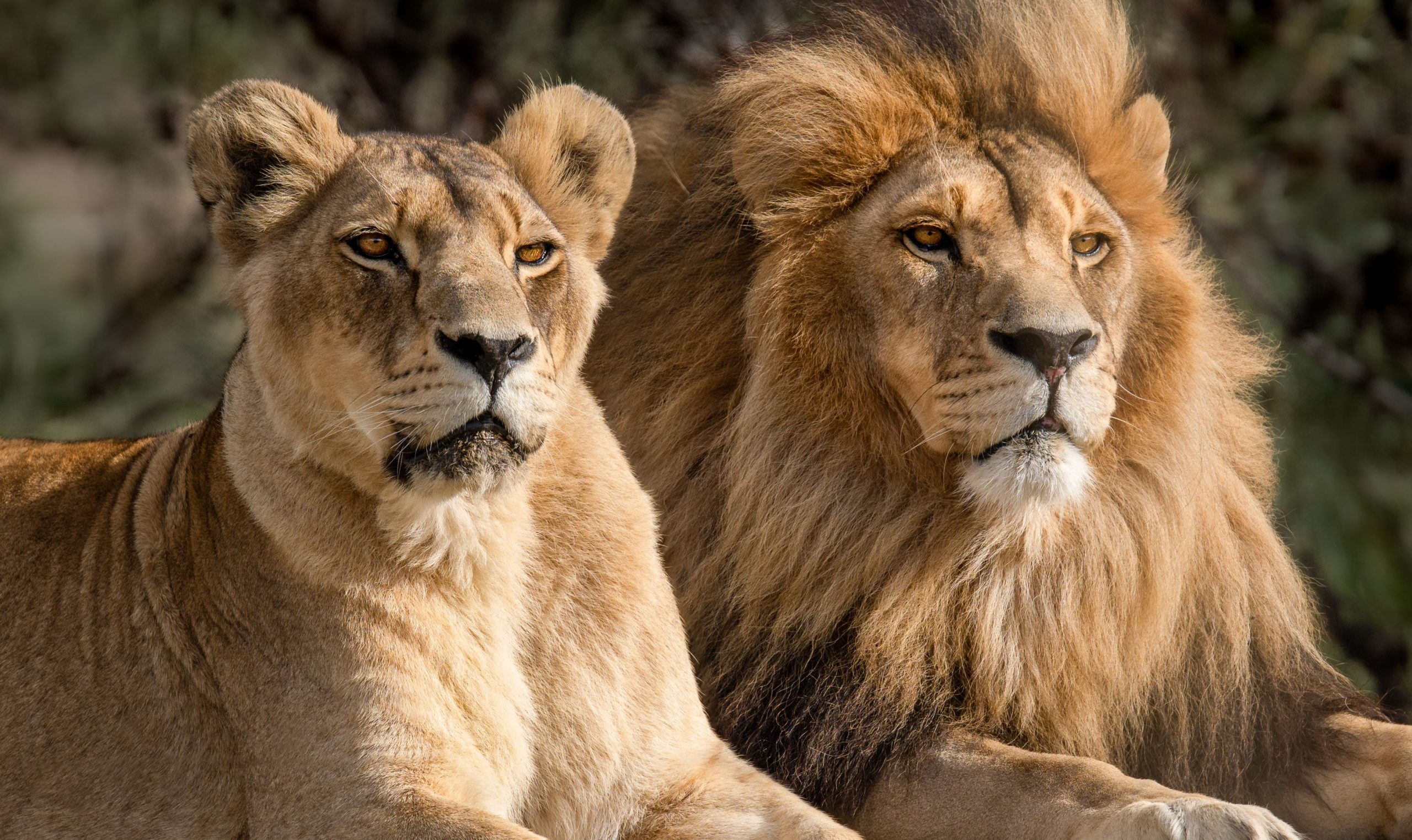 Leones machos y hembras socializan diferente a medida que envejecen