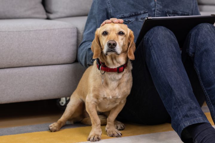 La domesticación no es la única razón por la que el cerebro de los perros sea más pequeño