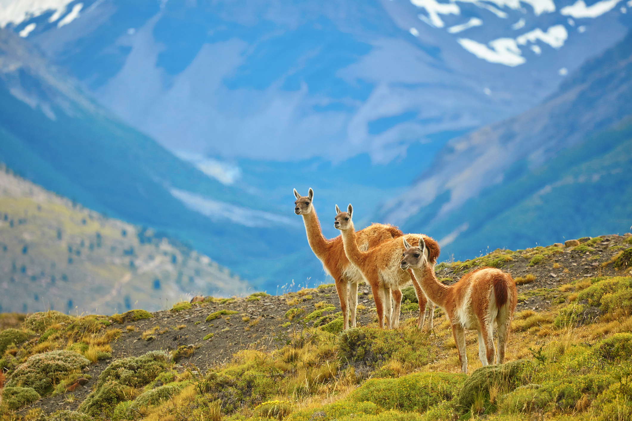 Día Internacional del Guanaco: Una especie vulnerable en Chile